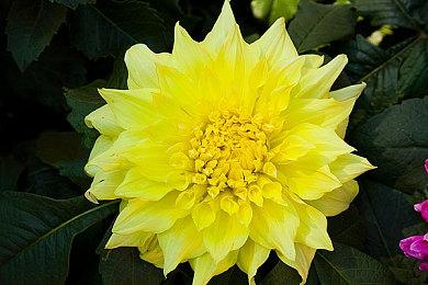 《艾尔登法环》无缝合作MOD发布 可全程联手通关